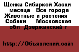 Щенки Сибиркой Хаски 2 месяца - Все города Животные и растения » Собаки   . Московская обл.,Дзержинский г.